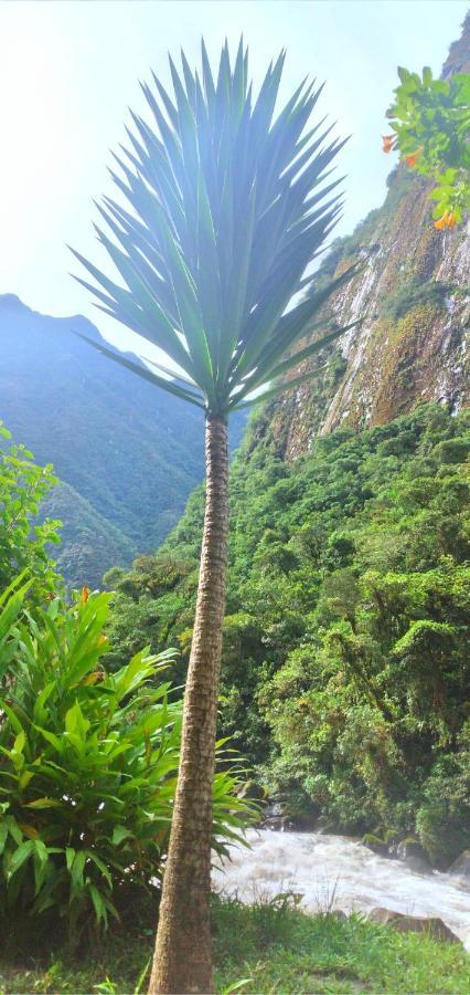 Machupicchu Guest House Ngoại thất bức ảnh